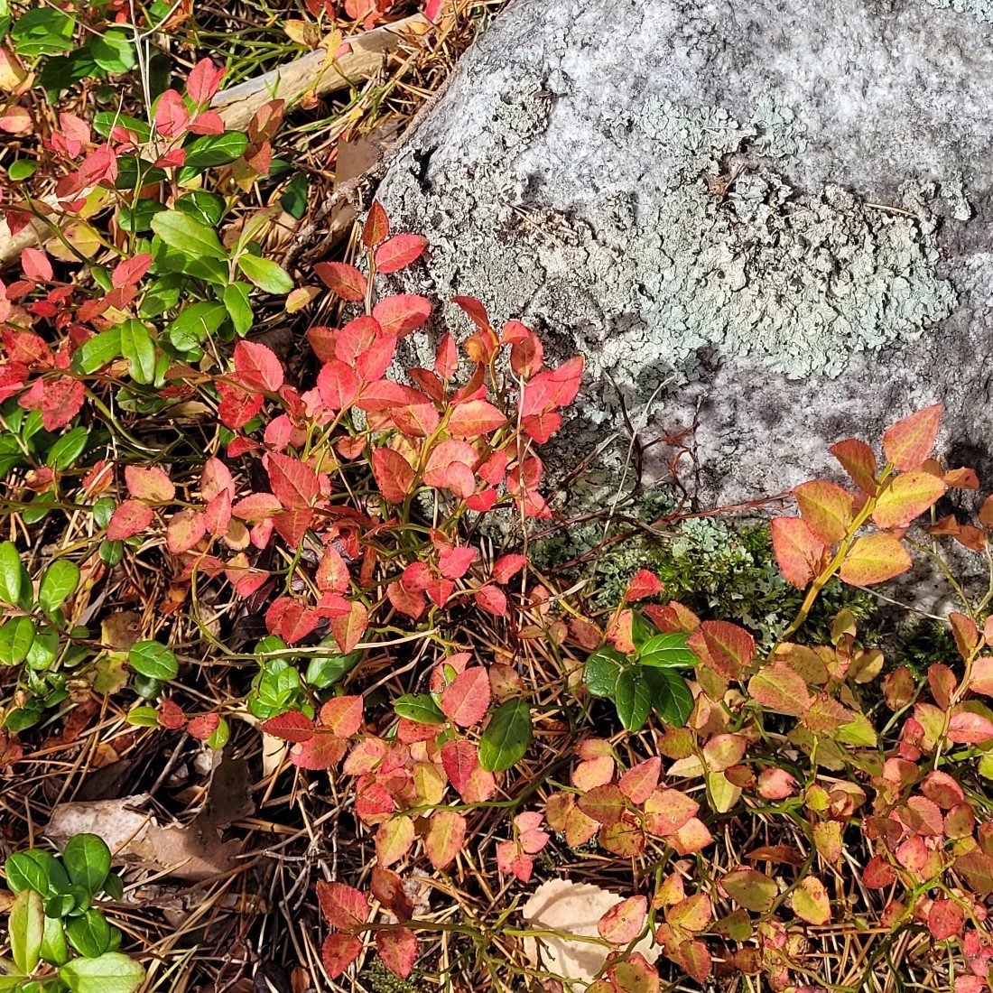 A rock in the autumn forest.