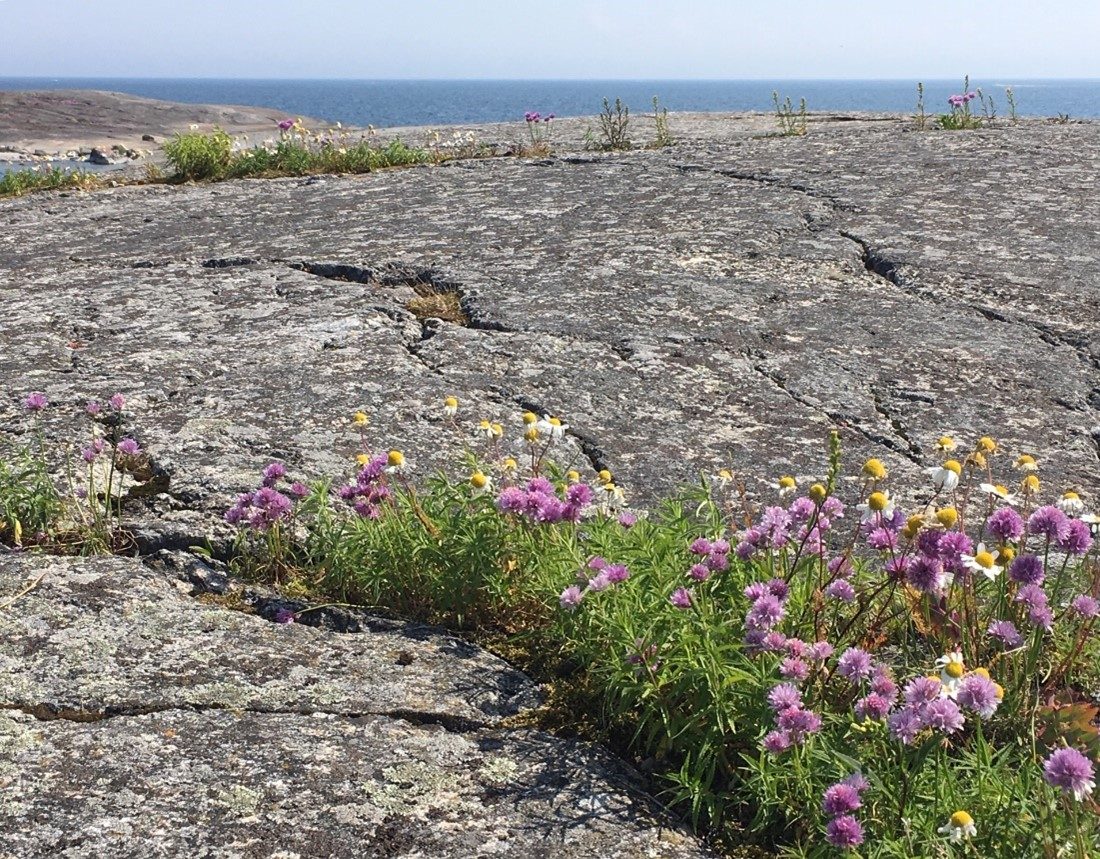 Flowers on bedrock.